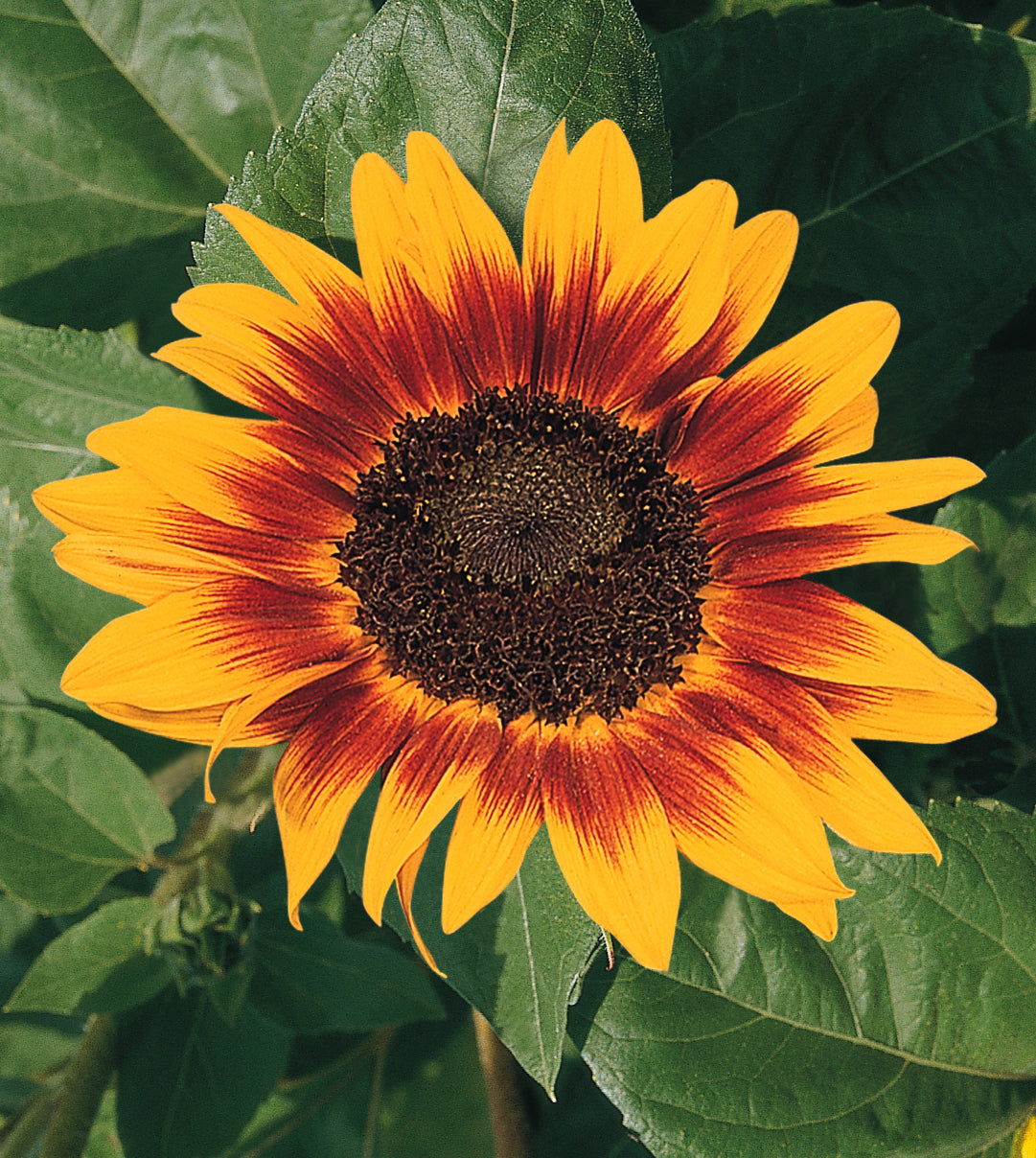 Community Gardens, and Cultivating Self-Sufficiency: Your Guide to Food Security in 2026
