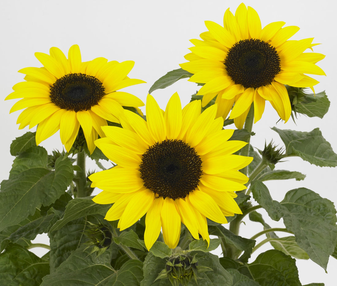 Grow Together Garden Initiative